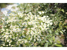 2016 ��� (37).JPG