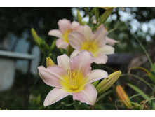 �������� ������������� (�ϣ ����)