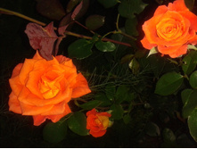 2015-07-22 20.40.28.jpg