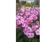 2017 ��� (82).jpg