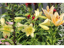 ����� �������� � �������� (�ϣ ����)