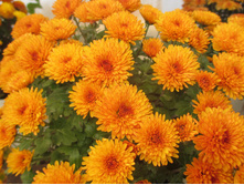 ������ ������� ������ 3-4 �� ������ 40 �������� ��������