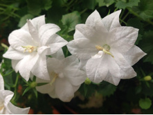 ��������� �������� ������� - Dublin White