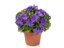 ��������� ��������  ����� - Dublin Blue- 350- 400  ���. ���� ������ - 5 ���� !!!!