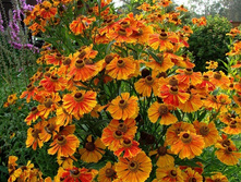 �������� 50�