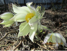 Pulsatilla multifida,flavescens, (���� ����� ������ ���������,�� ��� � ���������� ���������� ��� � ���������� -�������� ) -100 ��� (6�)