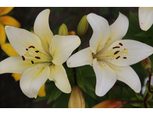 ����� ����� (�ϣ ����)