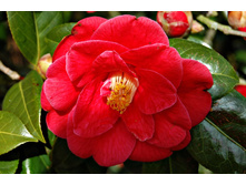 ������� ��������  - ������ ��������