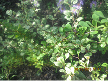 �������� �������� "��������"(Kelleriis)-150 ��� (���) 3-� ������ ������