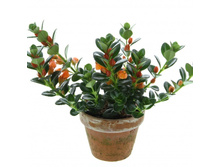 ���������� (Nematanthus) ��� ���������-  �� 350 ���.