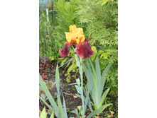 2016 ��� (82).JPG