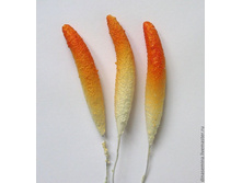 ������ �����.jpg