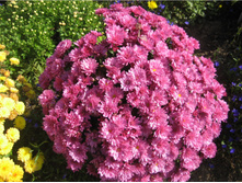 No 1  Branbeach Lilac