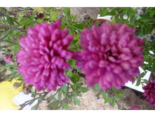 Bigli Red   ������ 6-7 �� ������ 40�� �������� ������ ��������