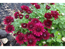 ����  ������ 4-5 �� ������ 40 �� �������� ������ - ��������