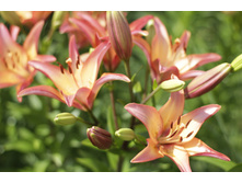 2016 ��� (28).JPG