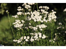 ���������� ������������� (�ϣ ����)