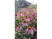 2017 ��� (117).jpg