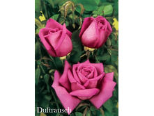 Duftrausch, 205���. �-� (�������� 1��).jpg