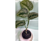 ���������� Argyraceus