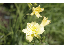 2016 ��� (19).JPG