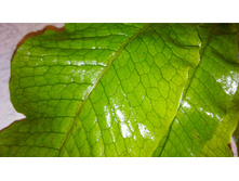 ���������  �������� Microsorum  Crocodile