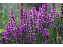 ��������� ���������� (�ϣ ����)