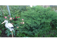 ������������ ��������