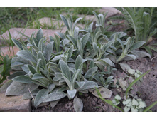 ������ ���������� 50�