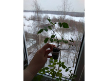 ���� ��������� �������