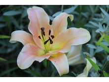 ����� ���������� (�ϣ ����)