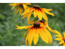 �������� (�ϣ ����)