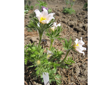 �������� �����-�������!  - 80 ��� (17�) ���� ���� �.�