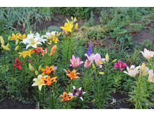 ����� (�ϣ ����)