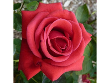 ������ 5�� 160�.jpg