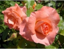 ��������� ��� 2�� 160�.jpg