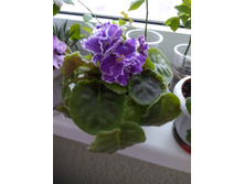 ������ "������ �������"