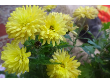 Bigli Yellow ������ 6-7 �� ������ 40 �� �������� ������ -��������