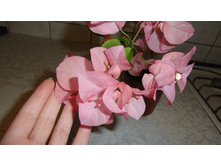 ����������� Bois de Roses