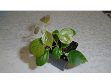 ����������� ���� ��� ( Double Red) - 300 ���.