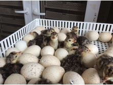 �������� ������-708