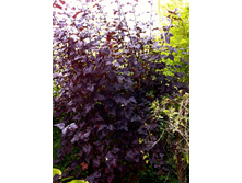 ������������� ������ 100� ����� 3-4 ��