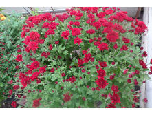 ��� ���  ������� ������ 4-5 �� ������ 40 �� �������� ��������