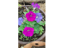 2017 ��� (133).jpg