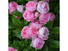 ����� �������� ���. ��������������, 150���. (�������� 1��).jpg