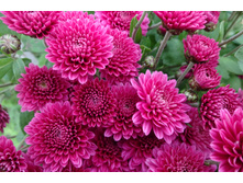 ������� ������� ������ 3-4 �� ������ 40 �� �������� ��������