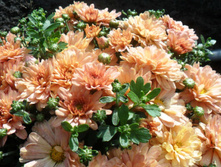 �������� ����  ������ 4-5 �� ������ 35 ��  �������� ������