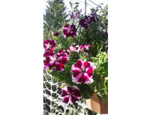 2017 ��� (114).jpg