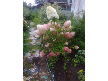 ��������� ����������� 150 ���.