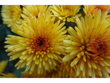 ������ ������� ������ 3-4 �� ������ 40 �������� ��������